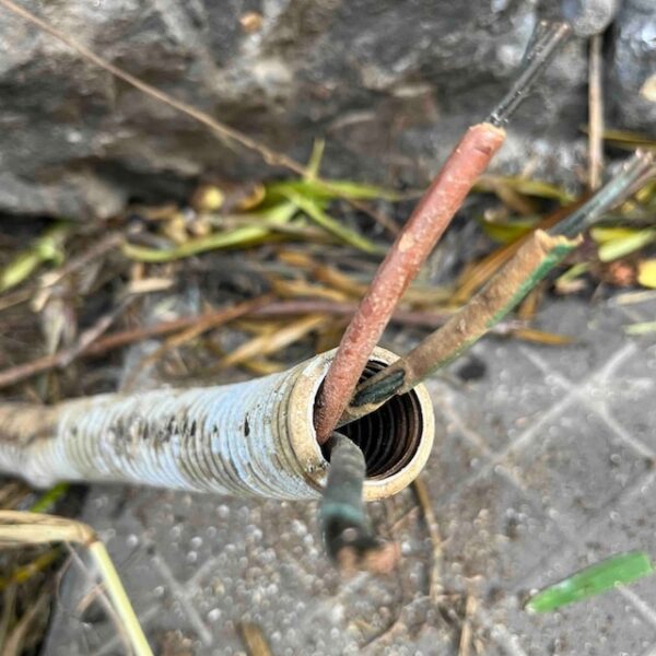 isolant fils rongés insectes = court circuit